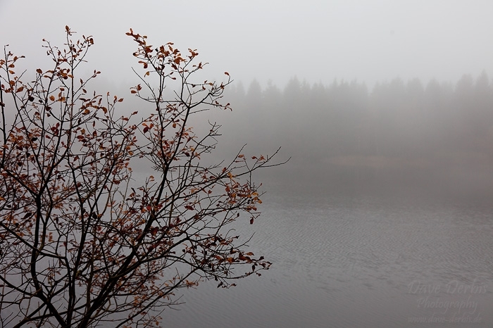 fog, harz, lake, autumn, bush, germany, 2012, photo