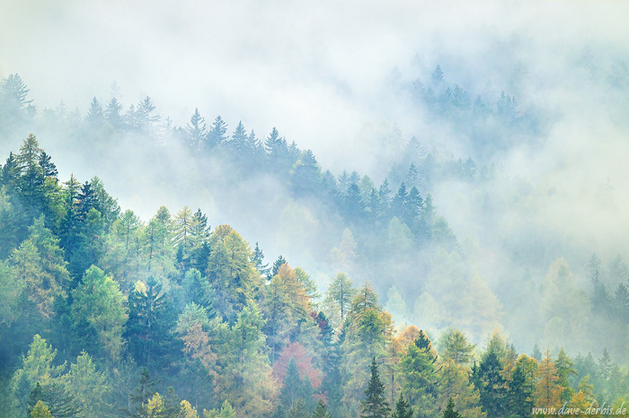fog, woodlands, forest, trees, mystic, magic, alps, mountains, dolomites, italy, 2025, photo