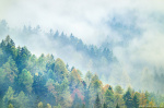 fog, woodlands, forest, trees, mystic, magic, alps, mountains, dolomites, italy, 2025, photo