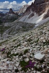 mountain, storm, flower, wild, dolomites, italy, 2011, photo