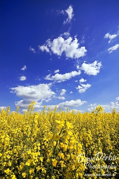 field, coleseed, brumby, summer, yellow, rape, raps, blue, sky, clouds, germany, photo