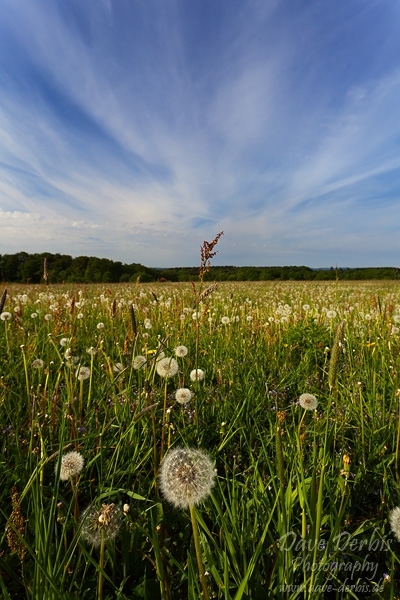 harz, meadow, blowball, dandelion, summer, flower, grass, friedrichsbrunn, photo
