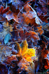 autumn, foliage, fall, frozen, winter, abstract, brumby, germany, 2021, photo