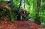 harz, tree, forest, woods, valley, river, path, trail, fairytale, mystic, germany, 2023, photo