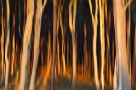 sunset, forest, abstract, baltic sea, golden, germany, photo