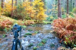 greetings, from, autumn, forest, river, bohemian switzerland, 2016, photo