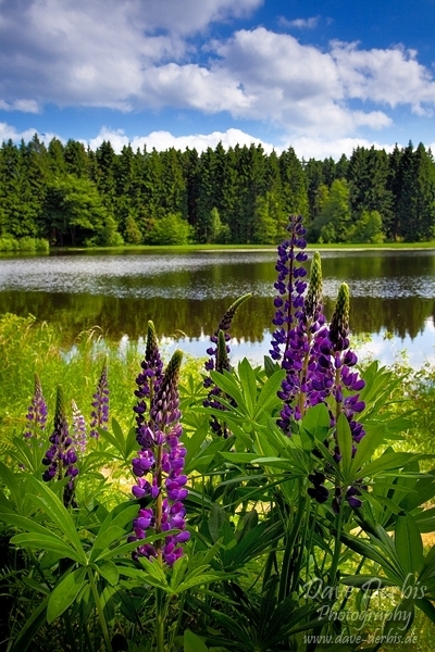 harz, lake, flower, summer, wild, germany, photo