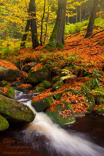 autumn, stream, forest, harz, dream, national park, cascade, braunlage, photo