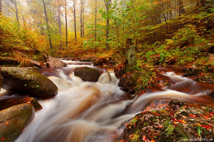 autumn, stream, forest, harz, national park, cascade, ilse, ilsenburg, photo