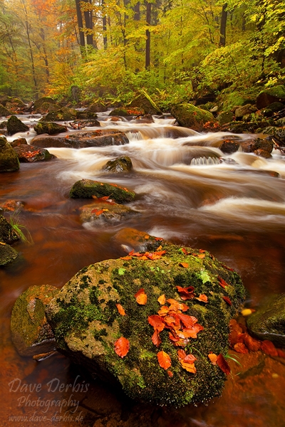 autumn, stream, forest, harz, national park, cascade, ilse, ilsenburg, photo