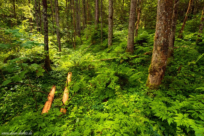 wald, zauberwald, forest, hintersee, bavaria, germany, 2018, photo