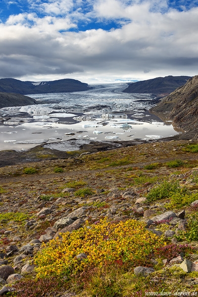 glacier, ice, iceberg, vatnajoekull, flowers, bay, iceland, 2016, photo