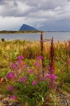 mountain, wildflowers, gimsoya, lofoten, norway, 2013, photo