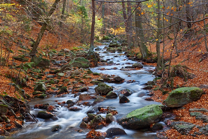 autumn, stream, cascade, forest, foliage, river, harz, germany, 2013, photo