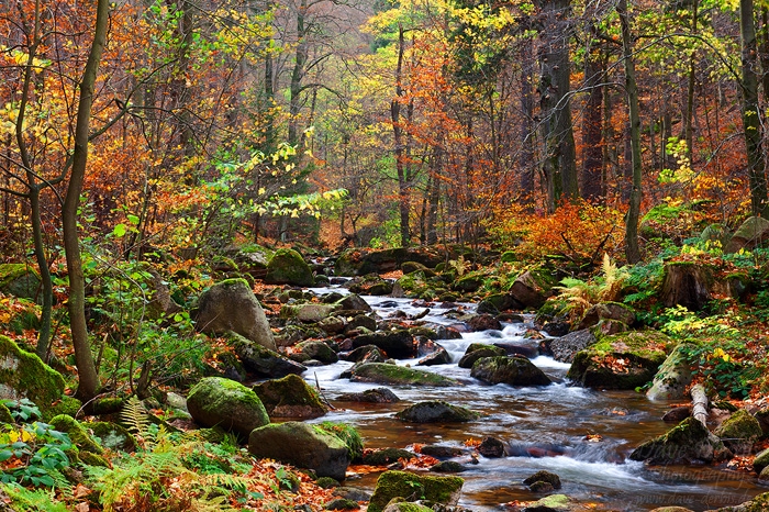autumn, forest, foliage, stream, harz, valley, national parc, germany, photo
