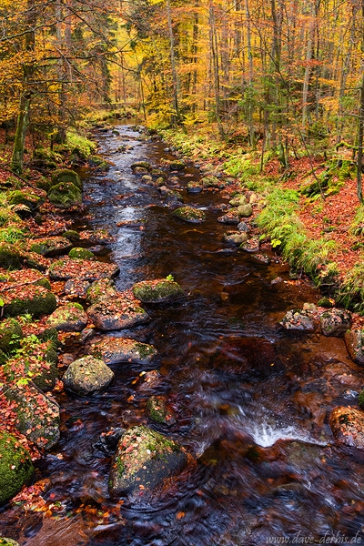 autumn, forest, stream, harz, germany, 2015, photo