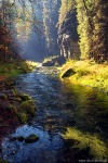 autumn, fall, forest, foliage, river, kamenice, bohemian switzerland, czech republic, 2019, Czech Republic, photo