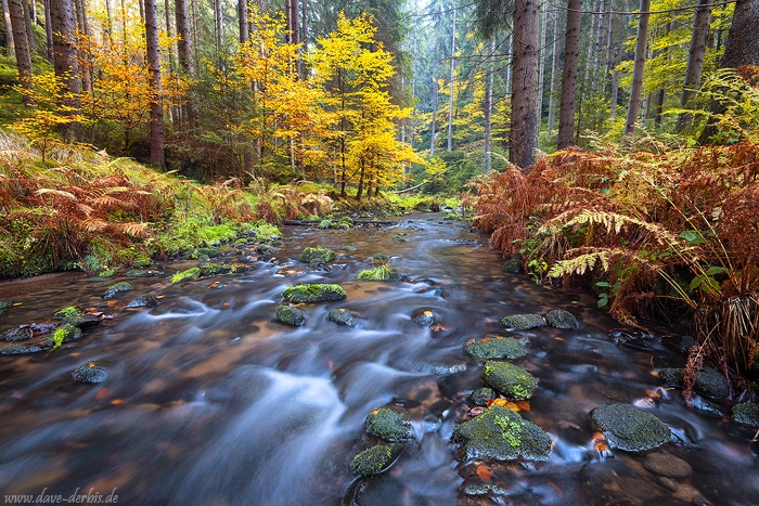 autumn, foliage, valley, forest, bohemian switzerland, czech republic, 2016, photo