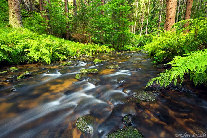 river, stream, summer, forest, bohemian switzerland, national park, czech republic, 2017, photo