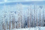 harz, winter, snow, forest, frost, trees, blue hour, germany, 2021, Germany, photo