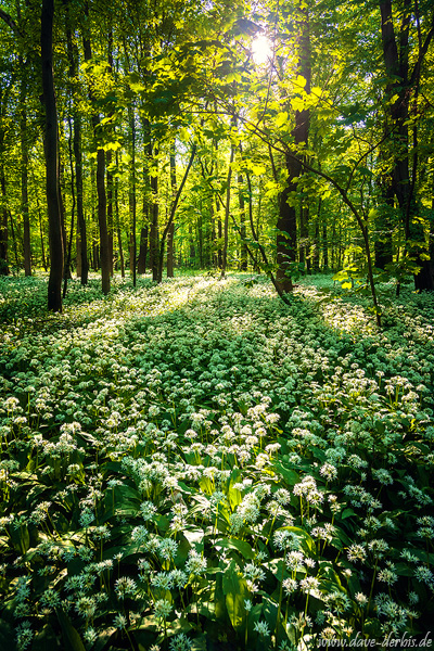 forest, flowers, spring, sun, golden hour, leipzig, blooming, garlic, germany, 2022, photo