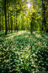 forest, flowers, spring, sun, golden hour, leipzig, blooming, garlic, germany, 2022, Stock Images Germany, photo