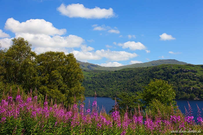 lake, wildflower, scotland, mountain, summer, flowers, photo