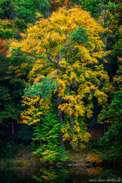 tree, autumn, fall, foliage, woods, forest, lake, reflection, germany, 2022, photo