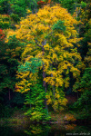 tree, autumn, fall, foliage, woods, forest, lake, reflection, germany, 2022, Best Landscape Photos of 2022, photo