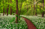 forest, spring, sunset, woods, path, trail, blooming, wild flowers, wild garlic, sun, sunstar, 2025, photo