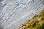 marmot, hohe tauern, national park, alpes, glacier, mountain, austria, grossglockner, photo