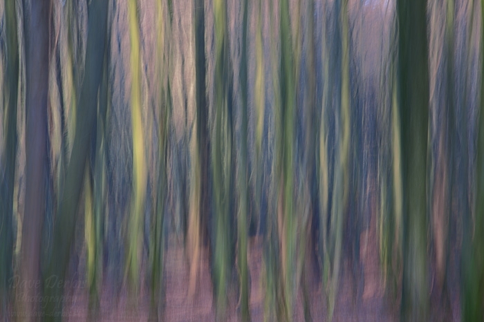 Mind Wandering Photo forest, tree, batic sea, woods, abstract, germany, 2012, jasmund, nationalpark, national park, photo