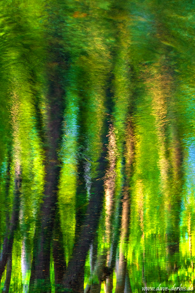 lake, woods, reflection, abstract, mirror, trees, harz, germany, 2023, photo