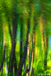 lake, woods, reflection, abstract, mirror, trees, harz, germany, 2023, Conceptual, photo