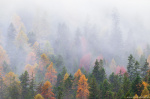forest, fog, autumn, foliage, mystic, magic, mountains, tree, alps, dolomites, italy, 2025, photo