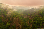 fog, mood, mountains, harz, valley, woods, forest, germany, 2023, photo