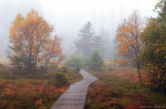 autumn, foliage, path, autumn, fog, mystic, moor, harz, germany, 2023, Best Landscape Photos of 2023, photo