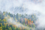 forest, foliage, autumn, woods, woodland, tree, fall, mountains, alps, fog, mystic, dolomites, italy, 2025, photo
