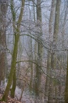 brumby, autumn, fog, forest, winter, november, germany, 2010, photo