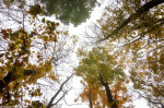 autumn, fall, foliage, forest, woods, tree, abstract, november, sky, germany, 2024, photo