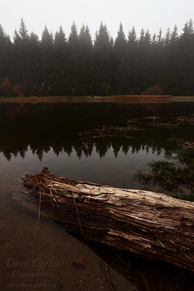 fog, harz, lake, tree, mirror, fir tree, germany, 2012, photo