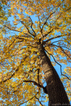 autumn, fall, foliage, forest, woods, tree, abstract, october, sky, germany, 2024, photo