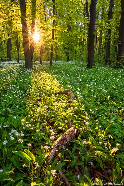 forest, spring, sunset, golden hour, wild garlic, sunstar, germany, leipzig, 2020, photo
