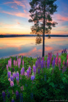 sunset, lake, wildflowers, summer, reflection, mirror, paradise, sweden, 2023, photo