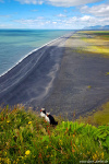 puffins, cliff, beach, volcanic, view, birds, wildlife, iceland, 2022, Iceland, photo