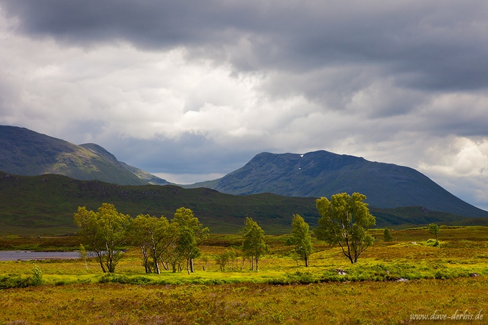 golden, mountain, highlands, tree, moor, scotland, 2014, photo