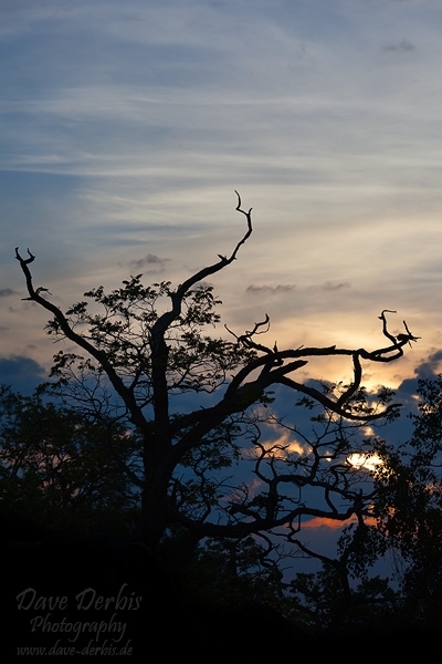 sunrise, harz, tree, national park, thale, germany, 2011, photo