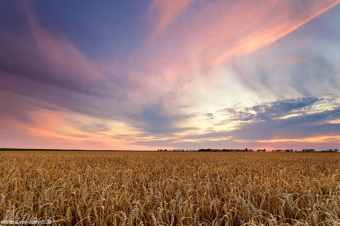 sunset, field, corn, sun, summer, leipzig, 2013, photo