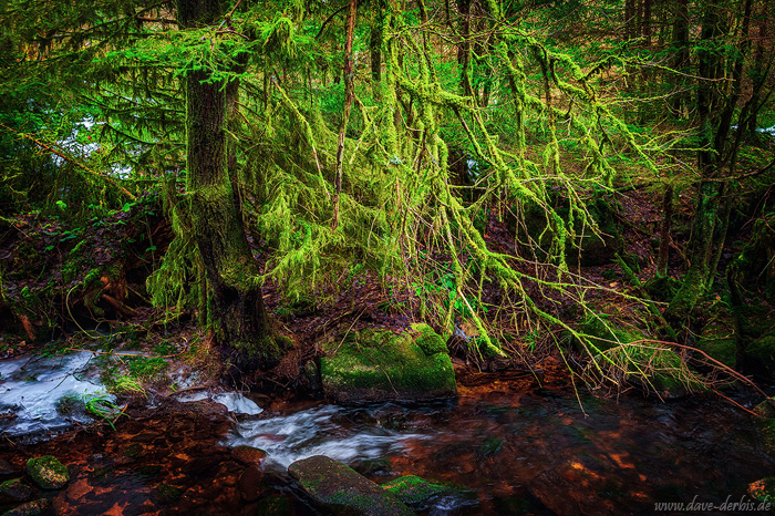 harz, mountains, stream, river, winter, woods, forest, tree, ice, diablo, germany, 2025, photo