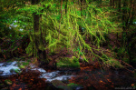 harz, mountains, stream, river, winter, woods, forest, tree, ice, diablo, germany, 2025, photo
